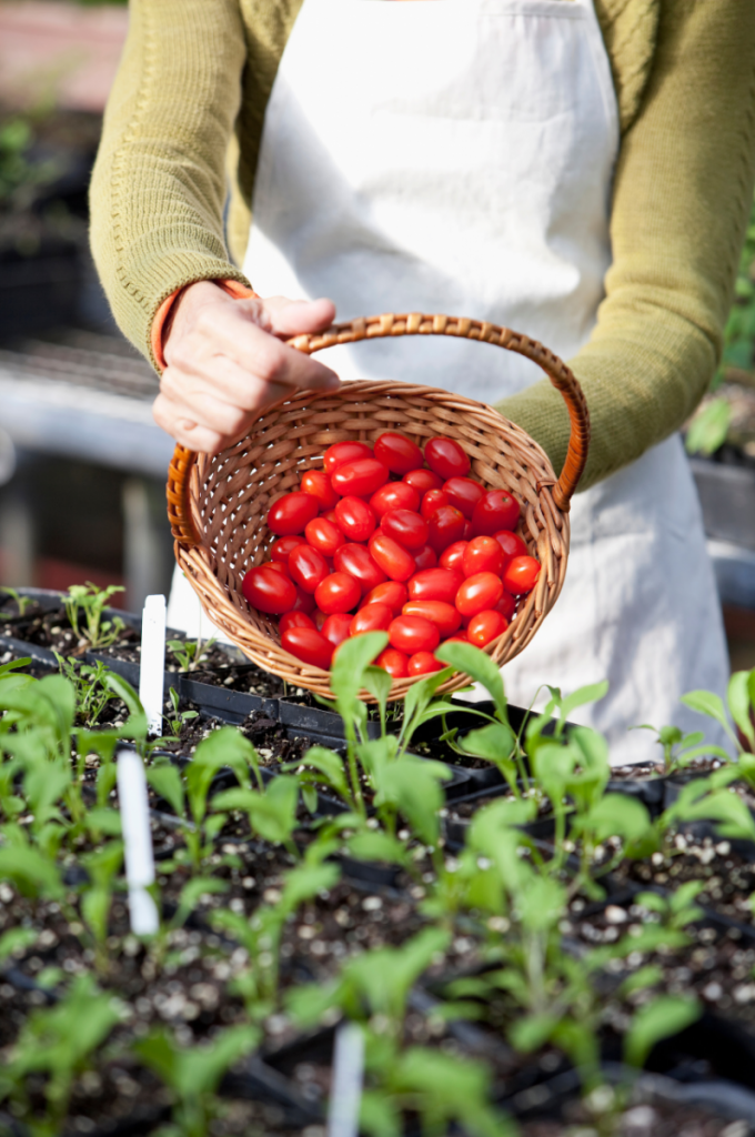 Growing tomatoes.